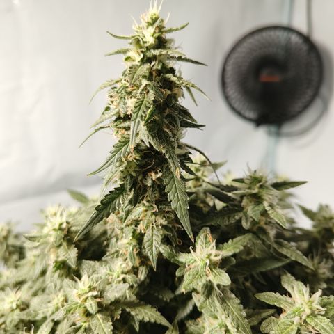 Lucky growlog timeline photo