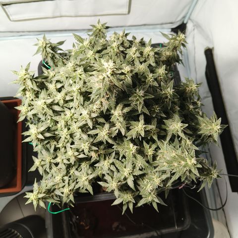 Lucky growlog timeline photo