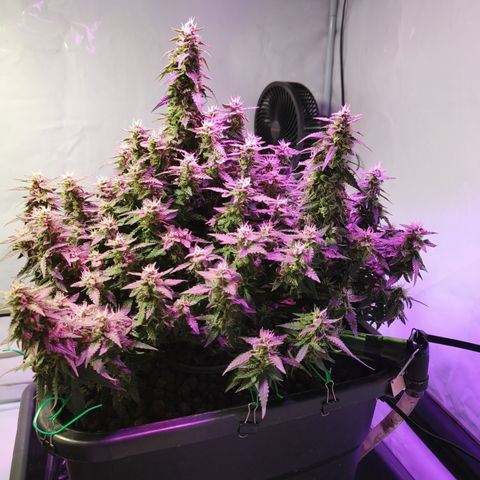 Lucky growlog timeline photo