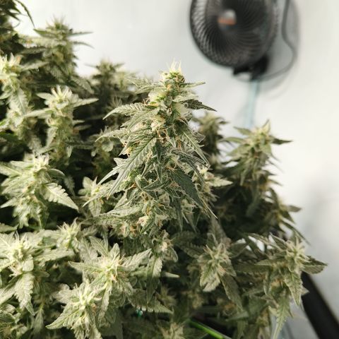 Lucky growlog timeline photo