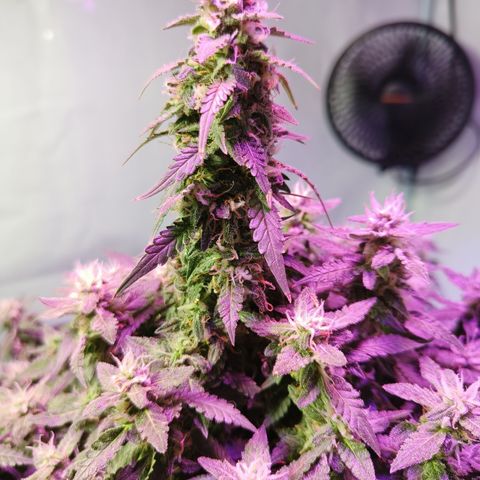 Lucky growlog timeline photo