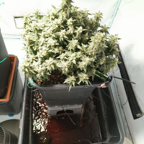 Lucky growlog timeline photo