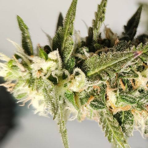 Lucky growlog timeline photo