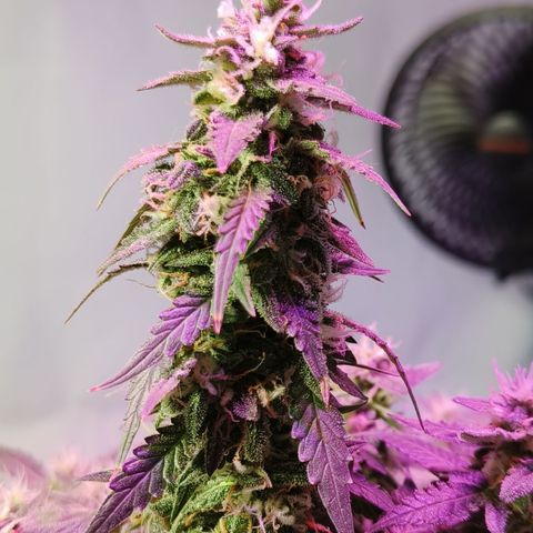 Lucky growlog timeline photo