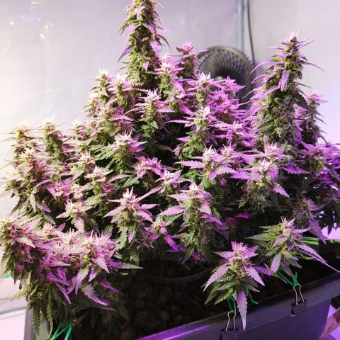 Lucky growlog timeline photo