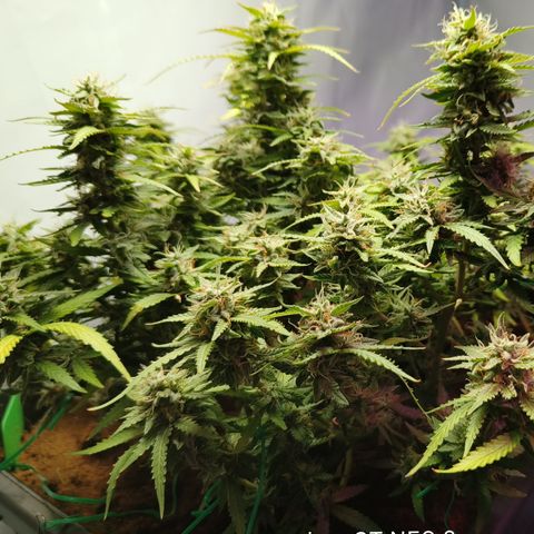 Big Bud Automatic growlog timeline photo