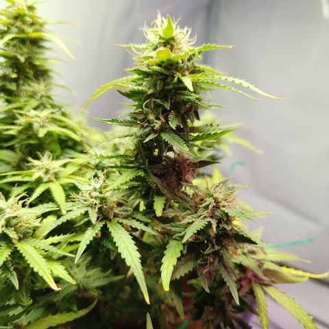 Big Bud Automatic growlog timeline photo