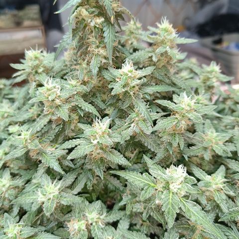Lucky growlog timeline photo