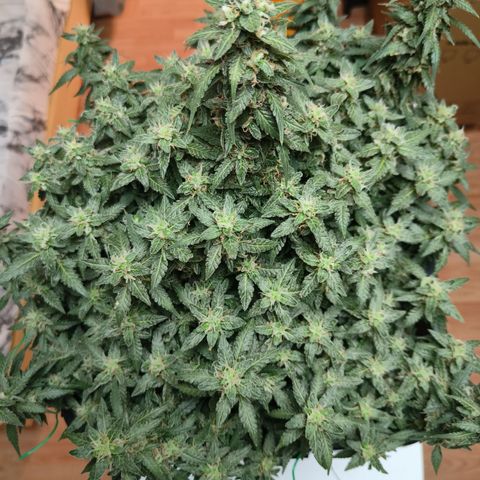 Lucky growlog timeline photo