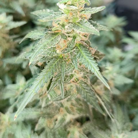 Lucky growlog timeline photo
