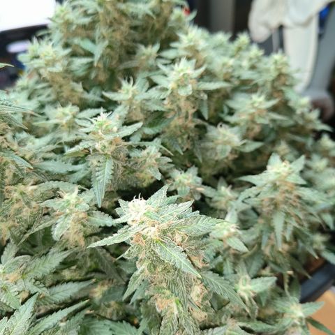 Lucky growlog timeline photo
