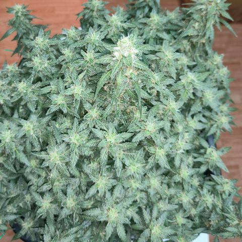 Lucky growlog timeline photo