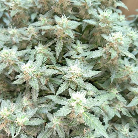 Lucky growlog timeline photo