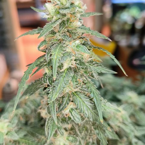 Lucky growlog timeline photo