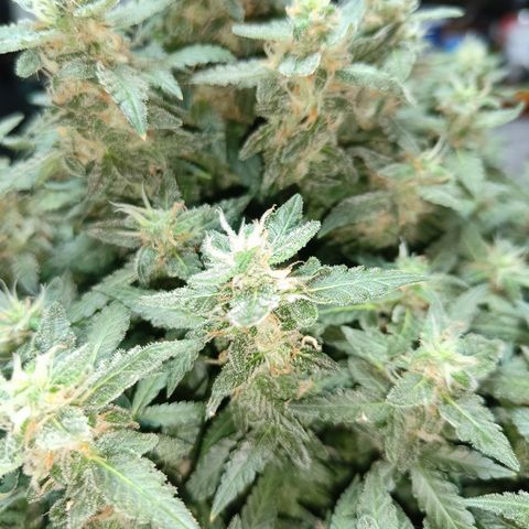 Lucky growlog timeline photo