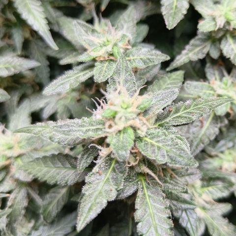 Lucky growlog timeline photo