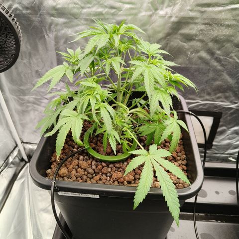 Sweet Cherry kush #2 growlog timeline photo