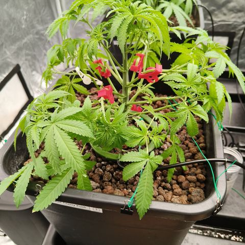 Sweet Cherry kush #3 growlog timeline photo