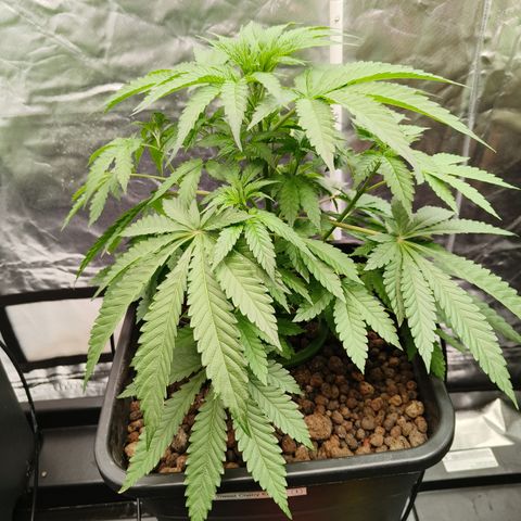 Sweet Cherry kush #1 growlog timeline photo