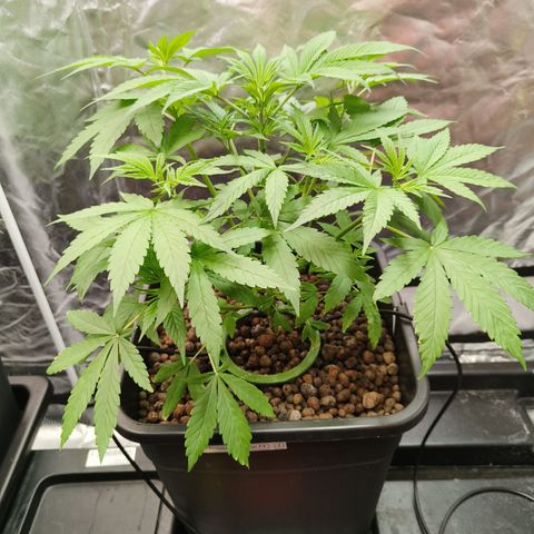 Tropicanna poison #2 growlog timeline photo