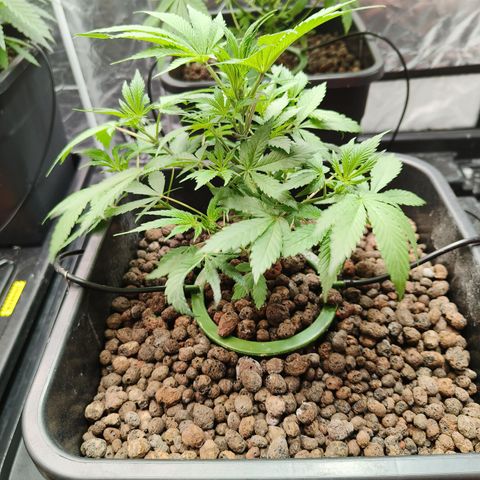 Tropicanna Poison Fast Version #1 growlog timeline photo
