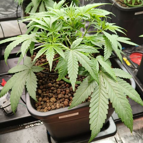 Black Muffin F1 growlog timeline photo