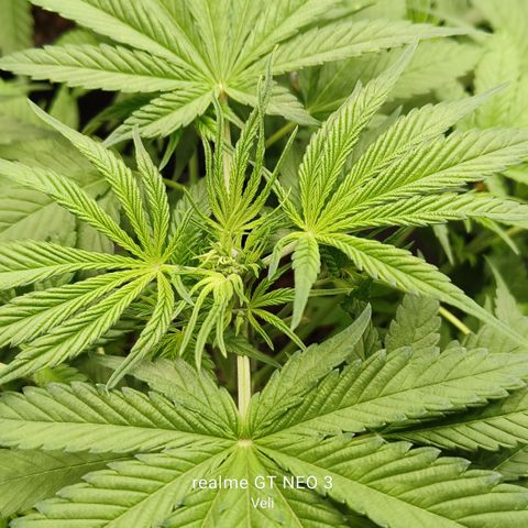 Black Muffin F1 growlog timeline photo