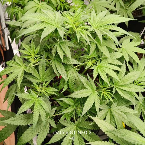 Black Muffin F1 growlog timeline photo