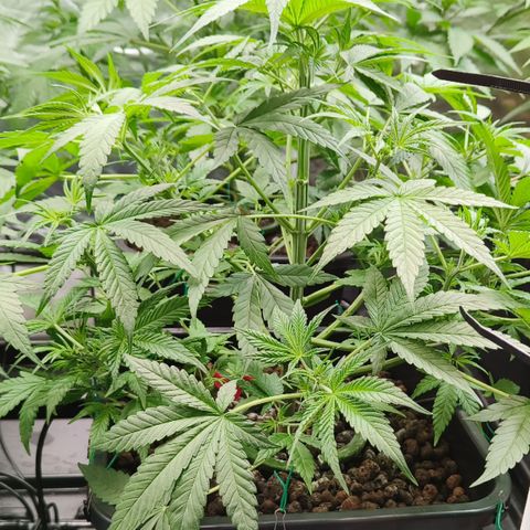 Black Muffin F1 growlog timeline photo