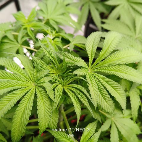 Sweet Cherry kush #3 growlog timeline photo