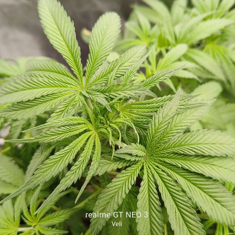 Sweet Cherry kush #2 growlog timeline photo