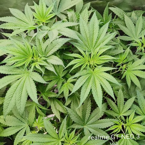 Tropicanna poison #2 growlog timeline photo