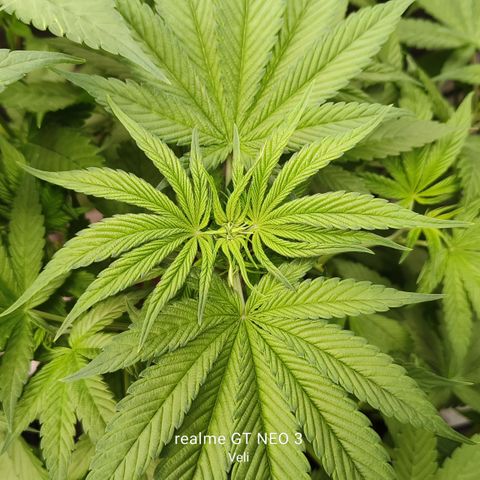 Tropicanna poison #2 growlog timeline photo