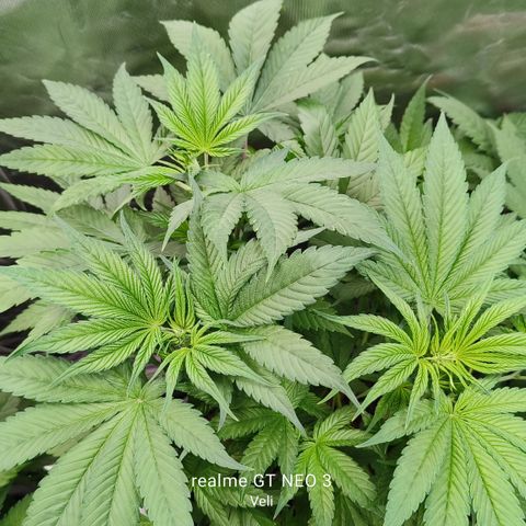 Tropicanna poison #2 growlog timeline photo