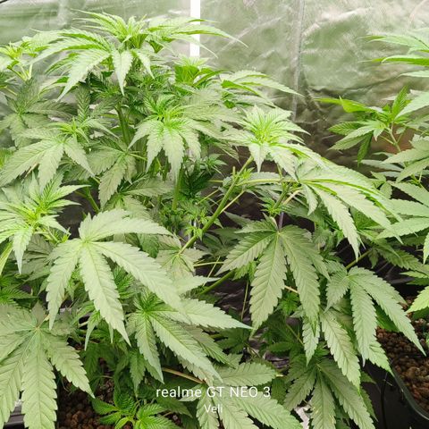 Sweet Cherry kush #1 growlog timeline photo