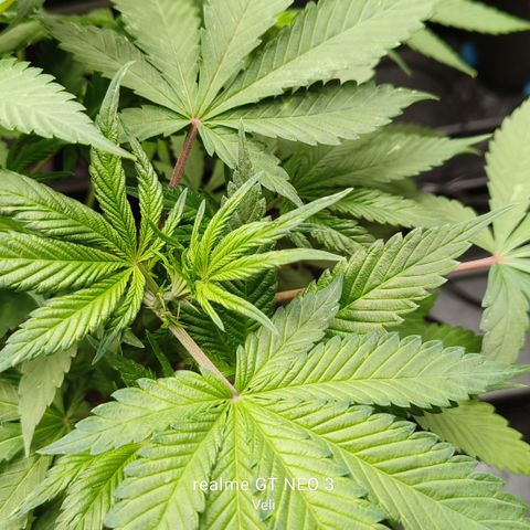 Tropicanna Poison Fast Version #1 growlog timeline photo