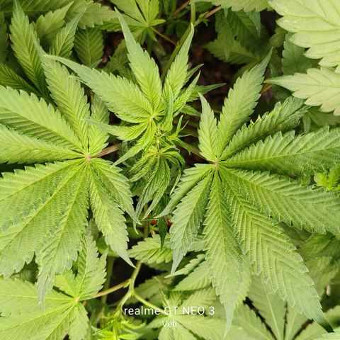 Tropicanna Poison Fast Version #1 growlog timeline photo