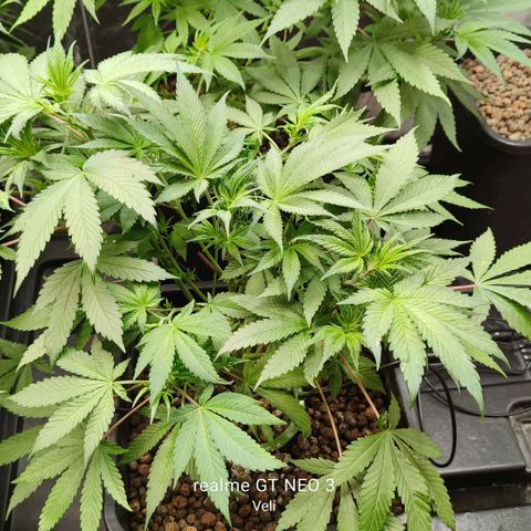 Tropicanna Poison Fast Version #1 growlog timeline photo