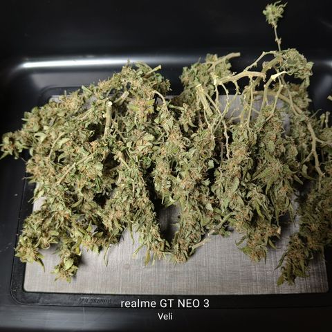 Lucky growlog timeline photo