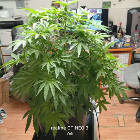 Sweet Cherry kush #2 growlog timeline photo