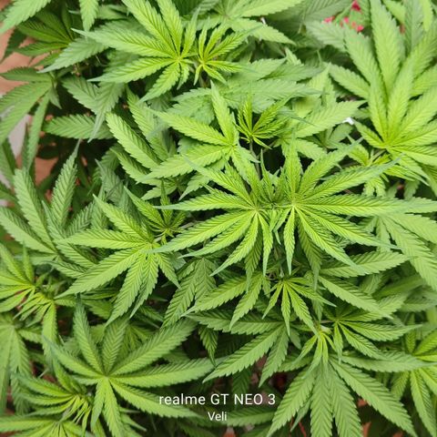Sweet Cherry kush #2 growlog timeline photo
