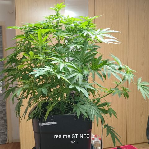 Sweet Cherry kush #2 growlog timeline photo