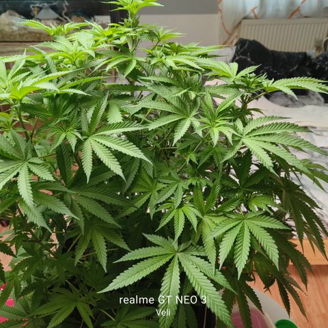 Sweet Cherry kush #2 growlog timeline photo