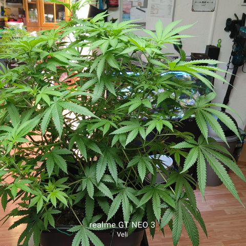 Sweet Cherry kush #2 growlog timeline photo