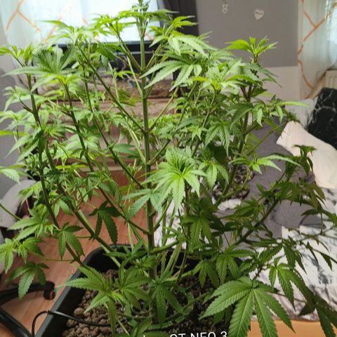 Sweet Cherry kush #2 growlog timeline photo