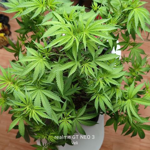 Sweet Cherry kush #2 growlog timeline photo