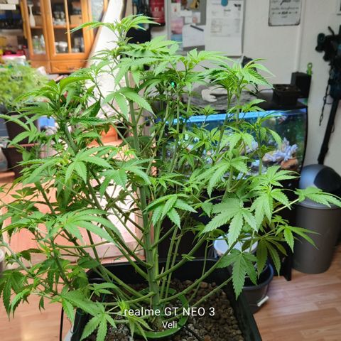Sweet Cherry kush #2 growlog timeline photo