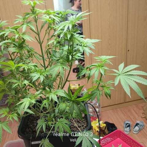 Sweet Cherry kush #2 growlog timeline photo