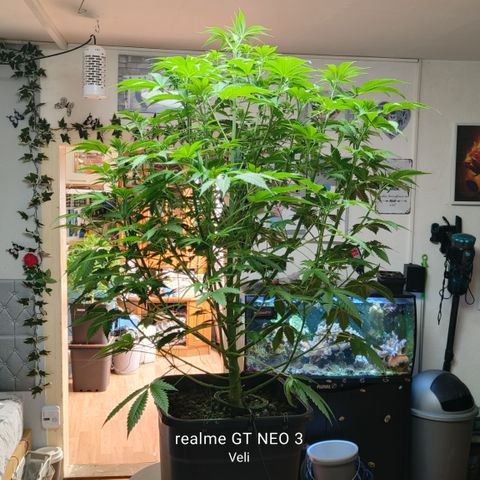 Sweet Cherry kush #1 growlog timeline photo