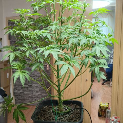 Sweet Cherry kush #1 growlog timeline photo